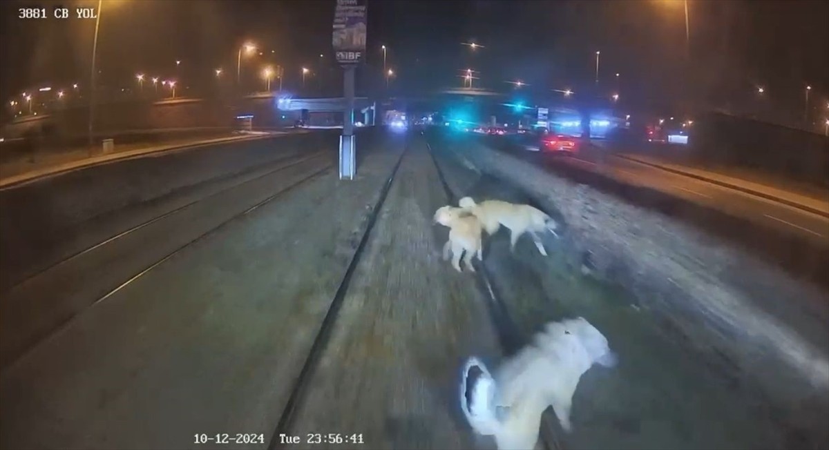 Kayseri'de, Büyükşehir Belediyesi Ulaşım AŞ'de çalışan vatman, raylara bağlanan köpeği, dikkati...