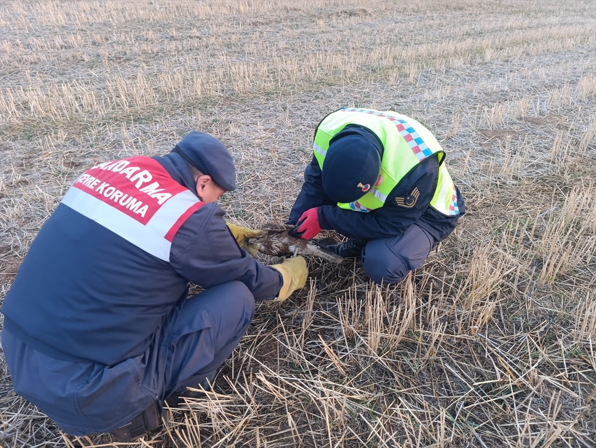 Kırıkkale'de jandarma ekiplerince bulunan yaralı şahin tedavi altına alındı.