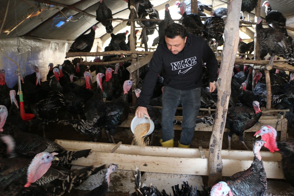 Kocaeli'nin Kandıra ilçesinde köy sakinlerince doğal ortamda yetiştirilen hindiler, yılbaşı...