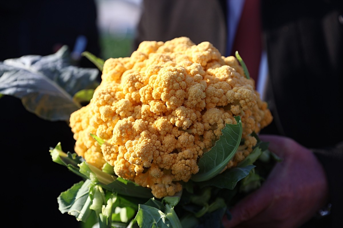 Samsun'da, Tarım Arazilerinin Kullanımının Etkinleştirilmesi Projesi (TAKEP) kapsamında İl Tarım...