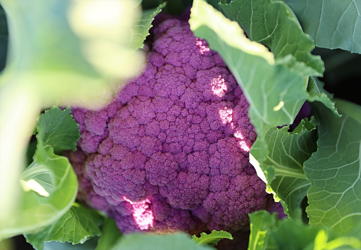 Samsun'da, Tarım Arazilerinin Kullanımının Etkinleştirilmesi Projesi (TAKEP) kapsamında İl Tarım...