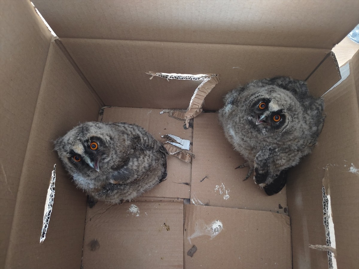 Çorum'un Sungurlu ilçesinde çocuklar tarafından parkta bulunan puhu yavruları koruma altına...