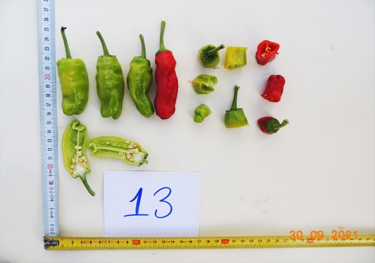 Ege Üniversitesi (EÜ) ile bir gıda firması işbirliğinde geliştirilen "Bayraktar" ve "Brezza" adlı...