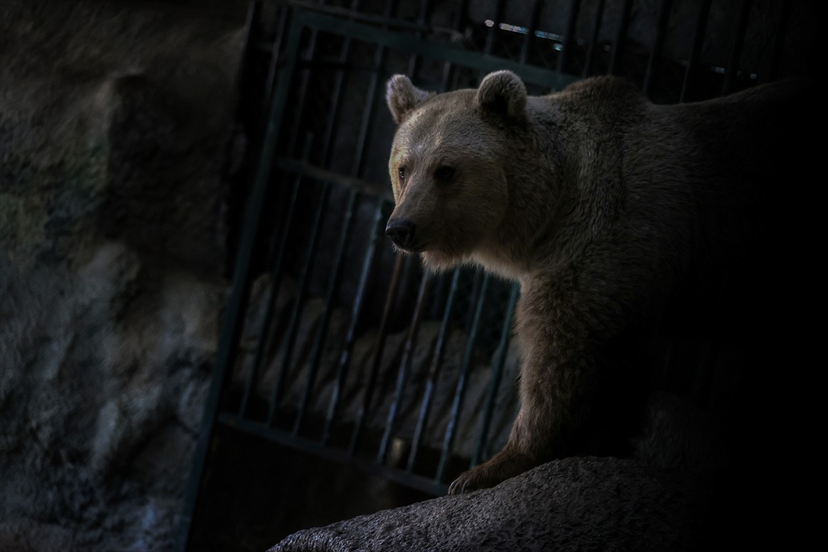 Konya'da koruma altındaki kardeş bozayılar "Efe" ile "Ege", mevsimsel sıcaklığın, küresel...