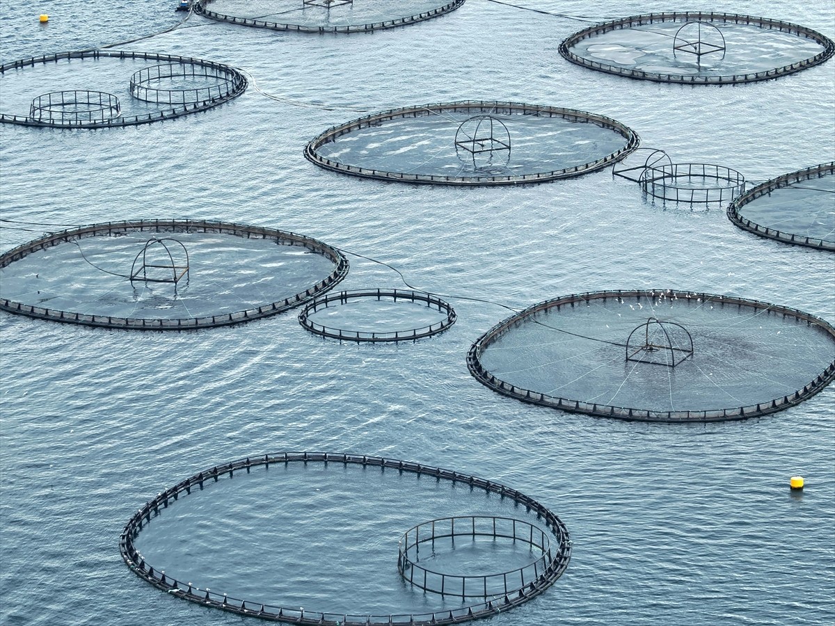 Muğla'dan 2024'de 93 bin ton su ürünleri ihraç edilerek 625 milyon 600 bin dolar gelir elde...