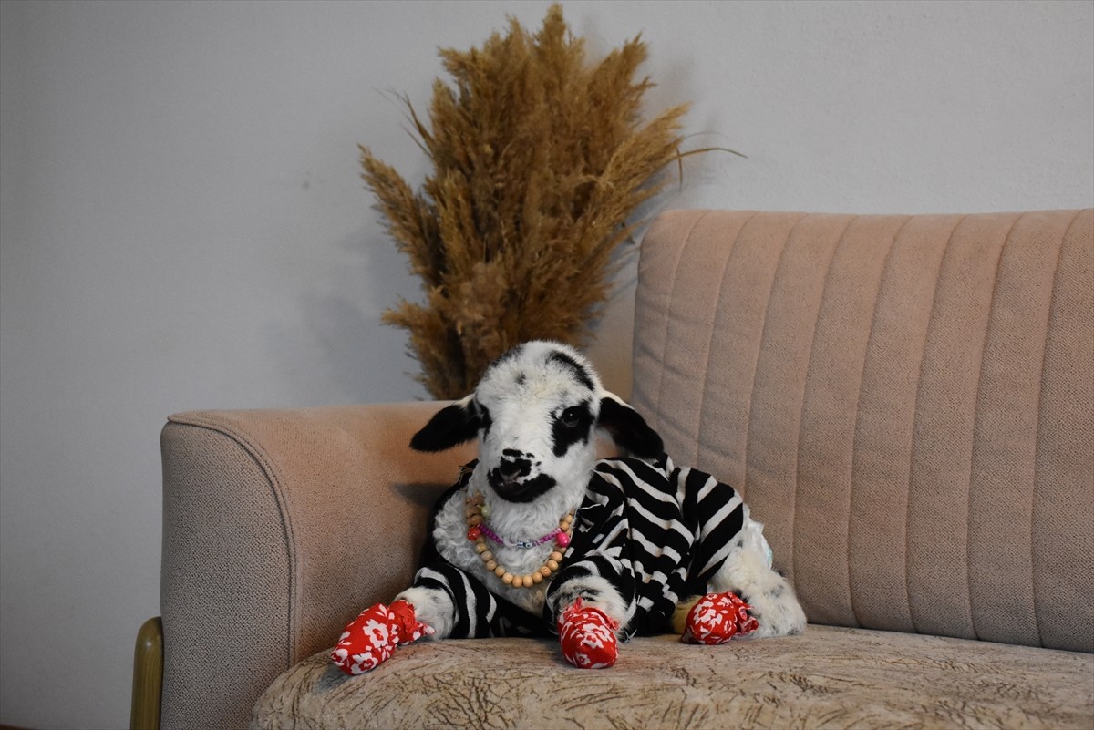  Ordu'nun Altınordu ilçesinde yaşayan ev hanımı Yasemin Koç, annesi emzirmediği için evine aldığı...