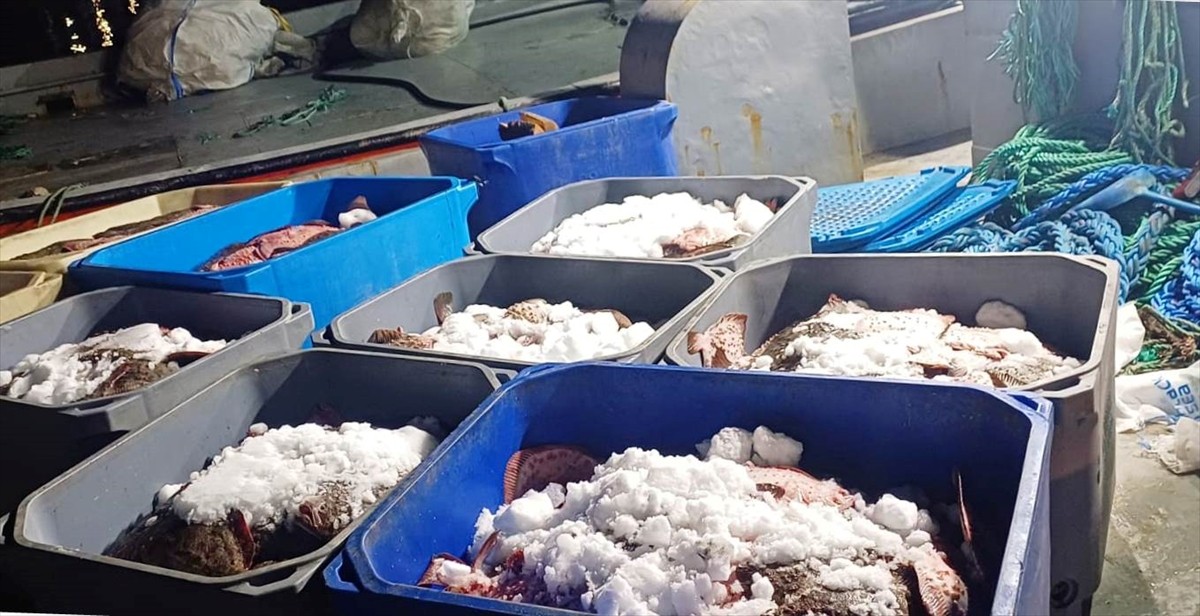 Samsun Tarım ve Orman Müdürlüğü ile Sahil Güvenlik Karadeniz Bölge Komutanlığı ekiplerince yapılan...