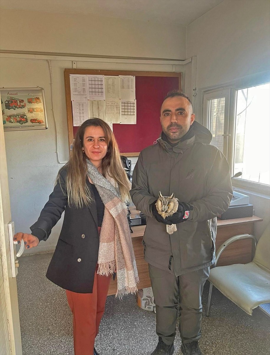 Şırnak'ta arazide yaralı bulunan 2 puhu, Şırnak Yaban Hayvanları Tedavi ve Rehabilitasyon Acil...