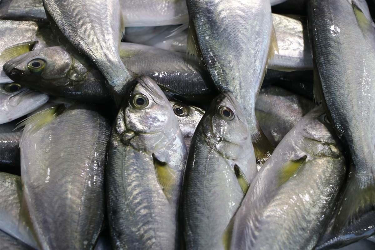 Tekirdağ'da balıkçı tezgahlarını en çok hamsi ve çinekop süslüyor.