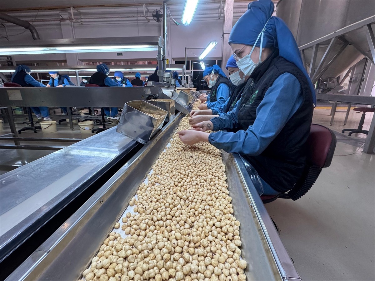 Türkiye'den 2024'te yapılan 323 bin 243 ton iç fındık ihracatının yüzde 27,3'ü Almanya'ya...