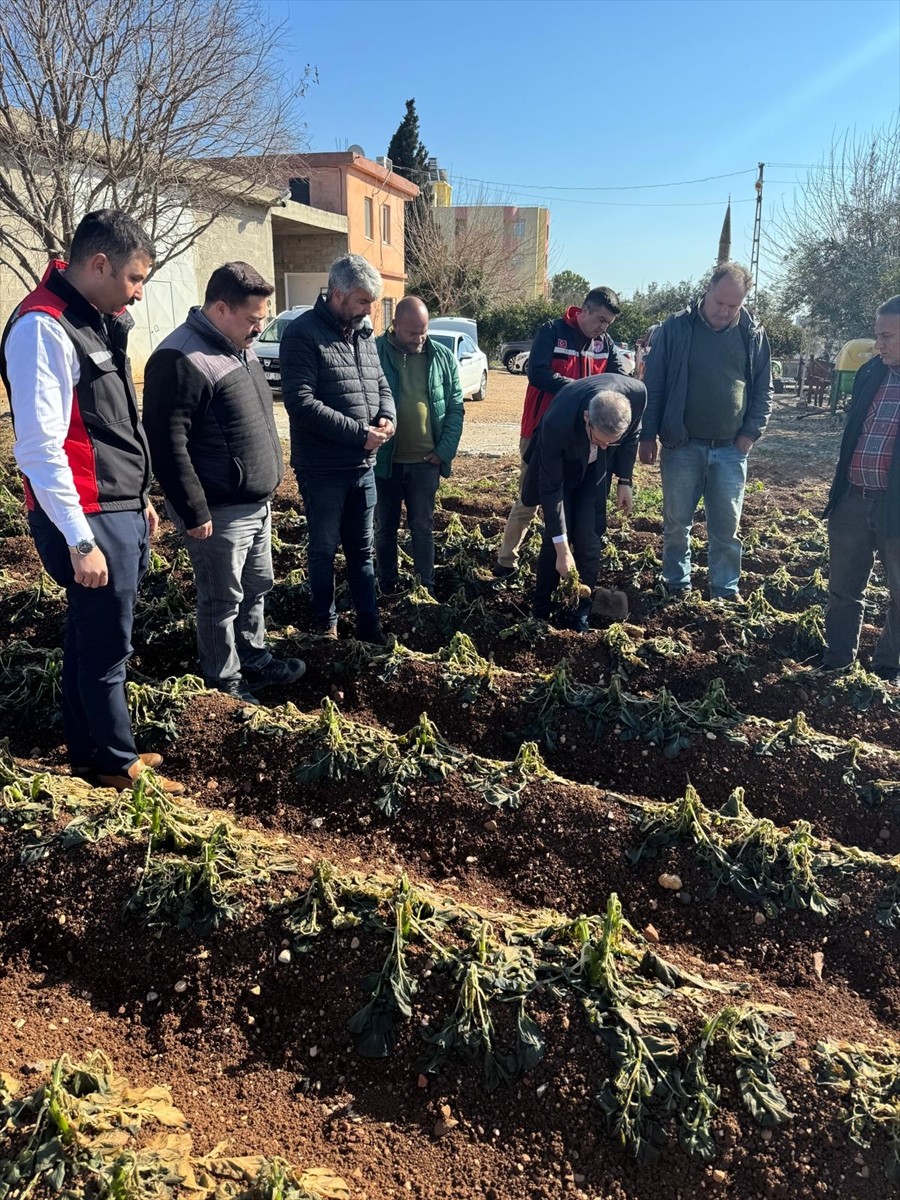Adana'da zirai dondan etkilenen tarım alanlarında başlatılan hasar tespit çalışmaları devam...