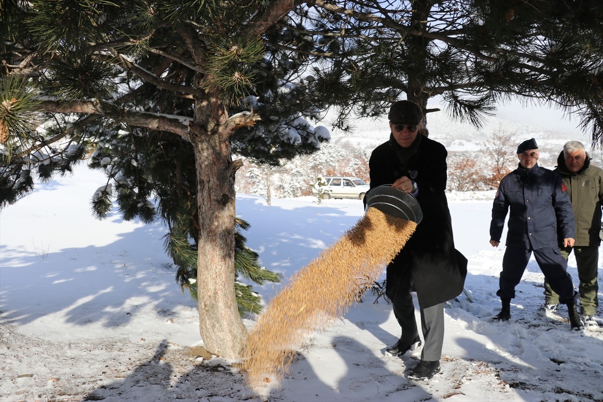 Amasya'nın Suluova ilçesinde kar nedeniyle yiyecek bulmakta zorluk çeken yaban hayvanları için...