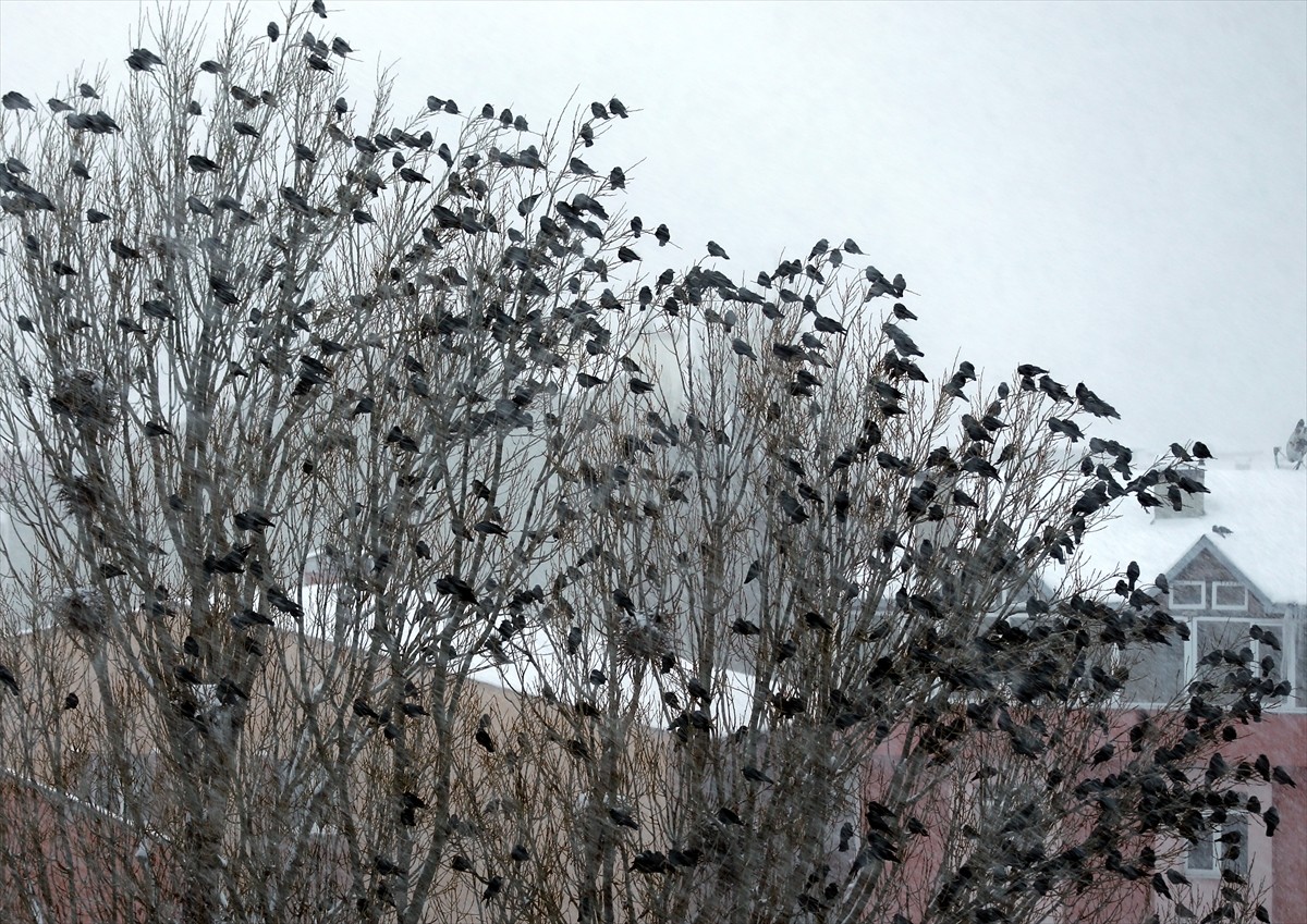 Ardahan'da kar yağışı etkisini sürdürdü. 