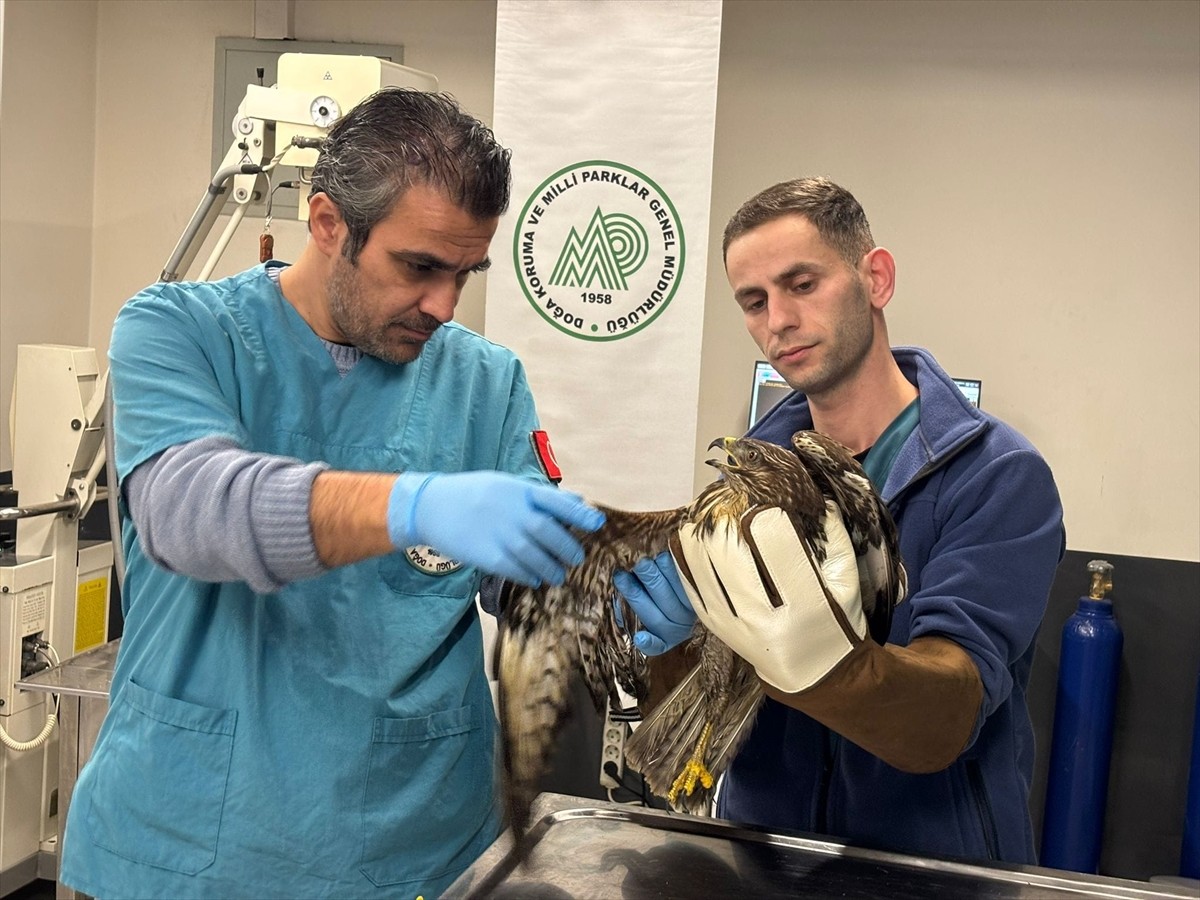 Balıkesir'de vatandaşlar tarafından yaralı halde bulunan 1 puhu ve 3 şahinin tedavileri...