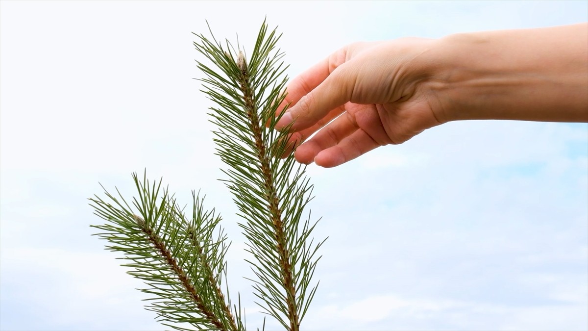 Çölleşme ve Erozyonla Mücadele Genel Müdürlüğünce hayata geçirilen "Kent Peyzajında...