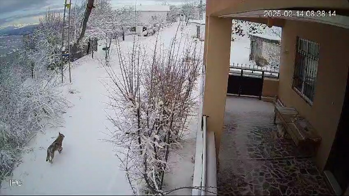 Elazığ'ın Baskil ilçesinde bir köye inen yaban hayvanları güvenlik kamerasınca kaydedildi.