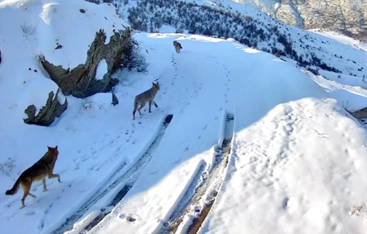 Elazığ'ın Baskil ilçesinde yerleşim yerinin yakınına inen kurtlar, güvenlik kamerasınca...