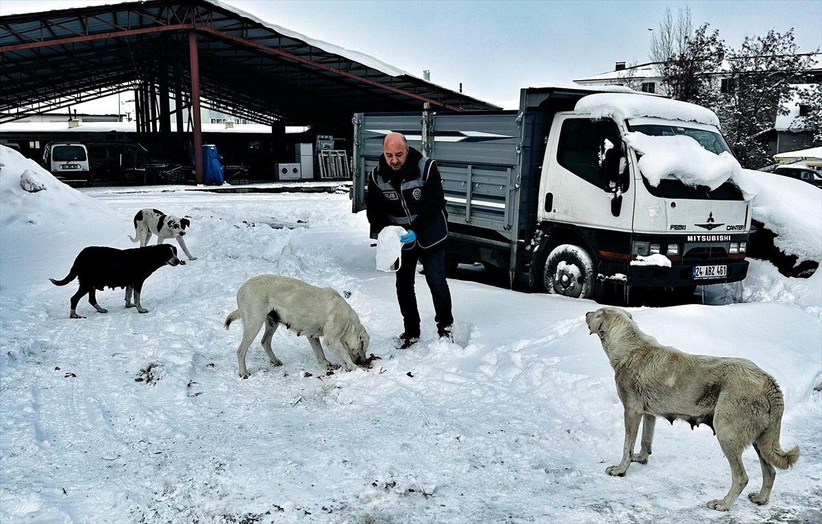 Erzincan'da polis ekipleri, olumsuz hava koşullarında sahipsiz hayvanların aç kalmaması için...