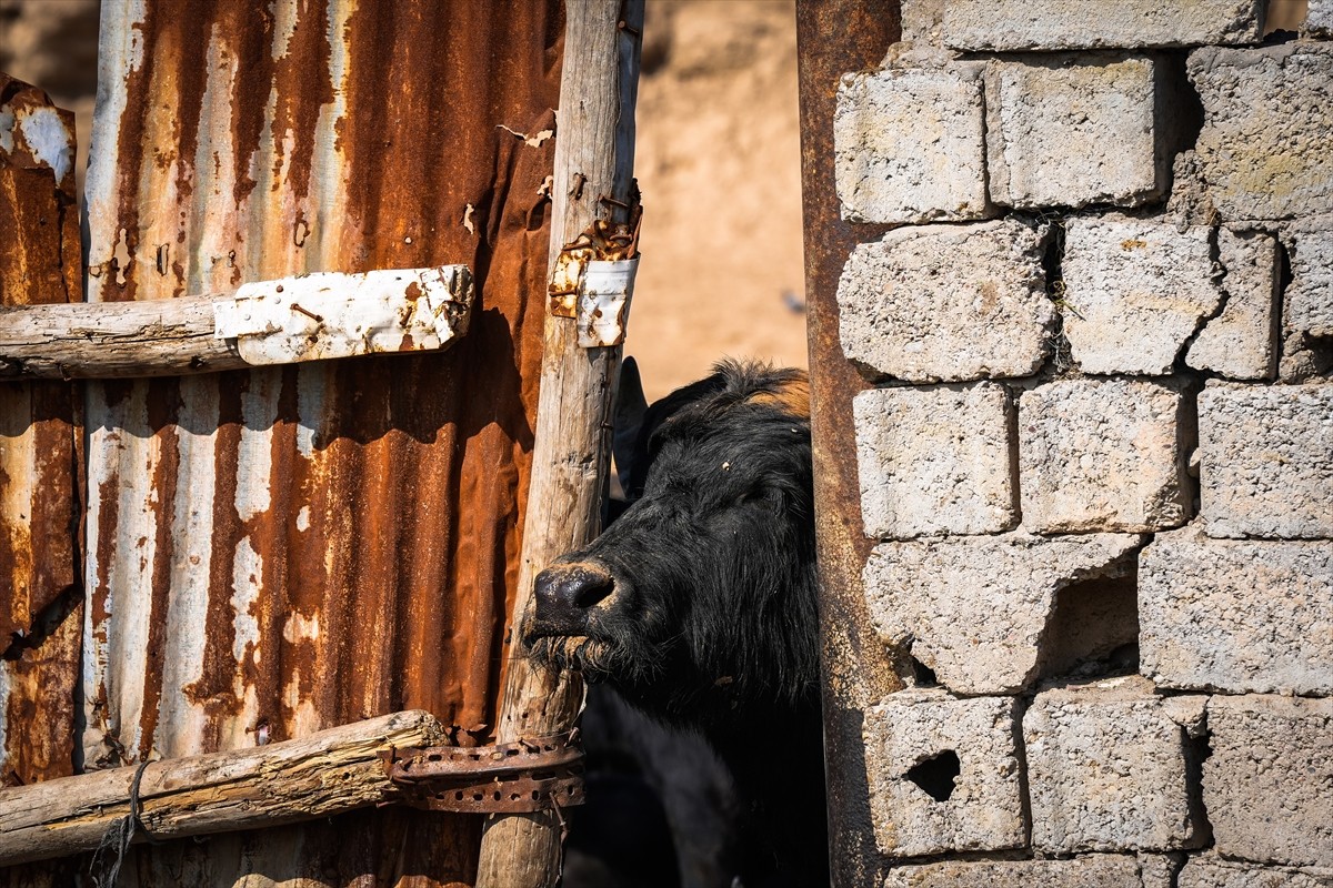 Irak'ta hayvanlarda yayılan şap hastalığının hayvancılık sektörü ve hayvansal ürünleri olumsuz...