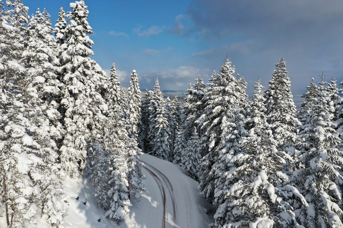 Kastamonu'nun Daday ilçesinde kar yağışının ardından beyaza bürünen çam ve meşe ağaçlarıyla kaplı...