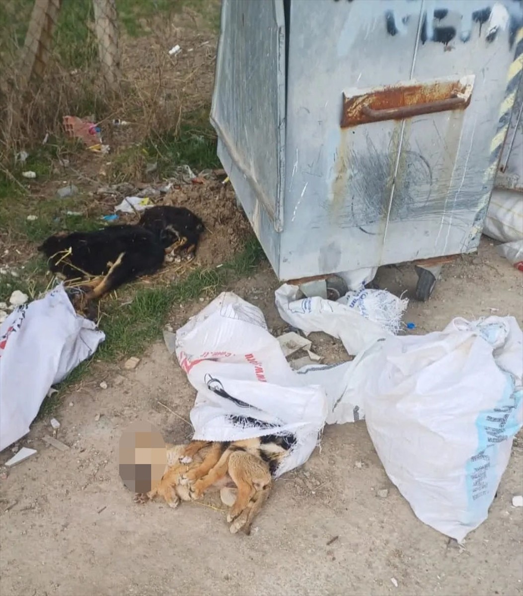 Kırklareli'nde iki farklı bölgede 11 köpek ile bir kuzunun ölü bulunmasına ilişkin soruşturma...