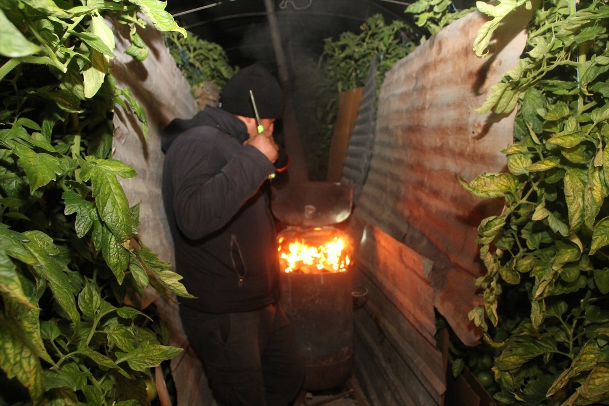 Mersin'in Erdemli ilçesinde çiftçiler, zirai dona karşı seralarda soba yakarak nöbet tutmaya...