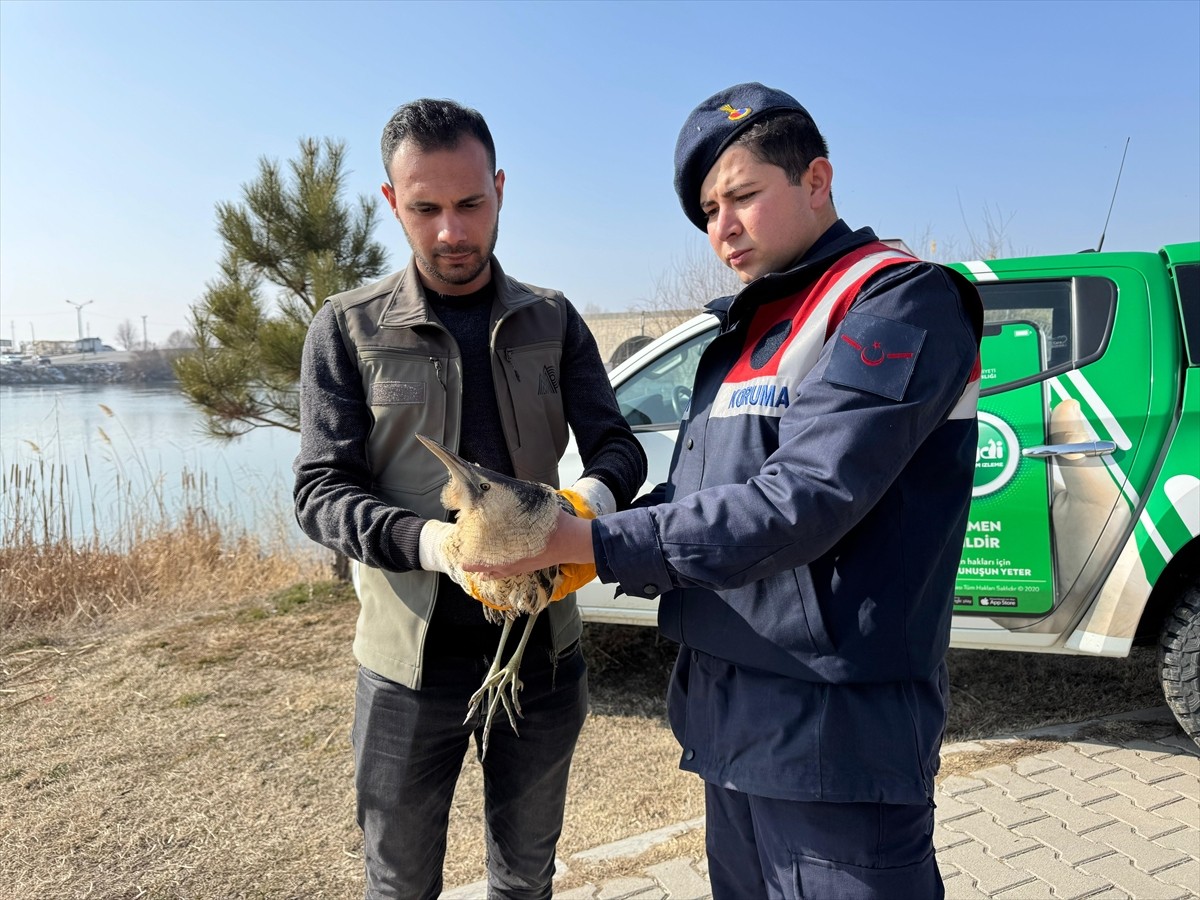 Muş'ta jandarma ekiplerinin bulduğu yaralı bayağı balaban, tedavi altına alındı.