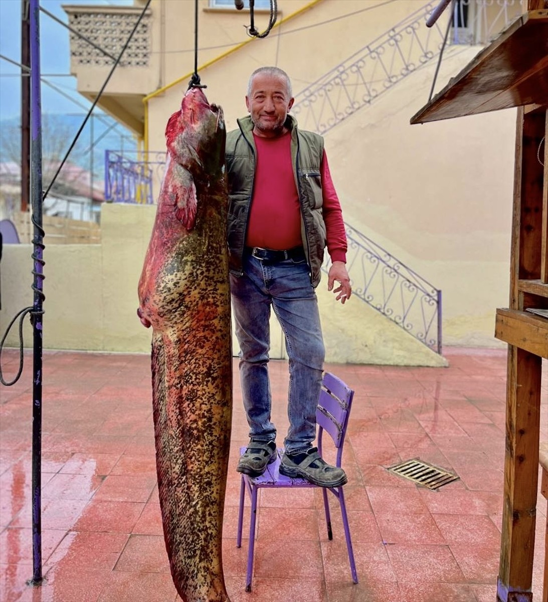 Sinop'un Durağan ilçesinde amatör balıkçı Kızılırmak'ta 2,5 metre boyunda ve 100 kilogram...