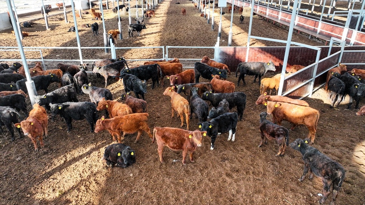 Tarım ve Orman Bakanlığı, Türkiye'de kırmızı et arzını yükseltmek için ülke genelinde etçi anaç...