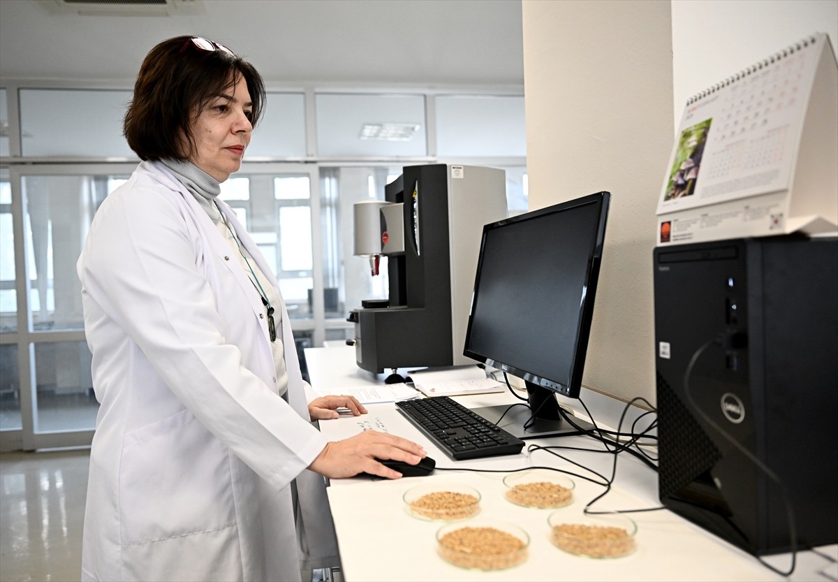 Türkiye'de koruma kapsamındaki yerel buğday çeşitlerinin, insan sağlığı açısından son derece...