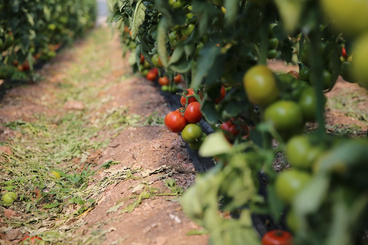 Türkiye'de örtü altı yaş sebze ve meyve üretiminde önemli yeri olan Antalya'nın Kumluca ve Finike...