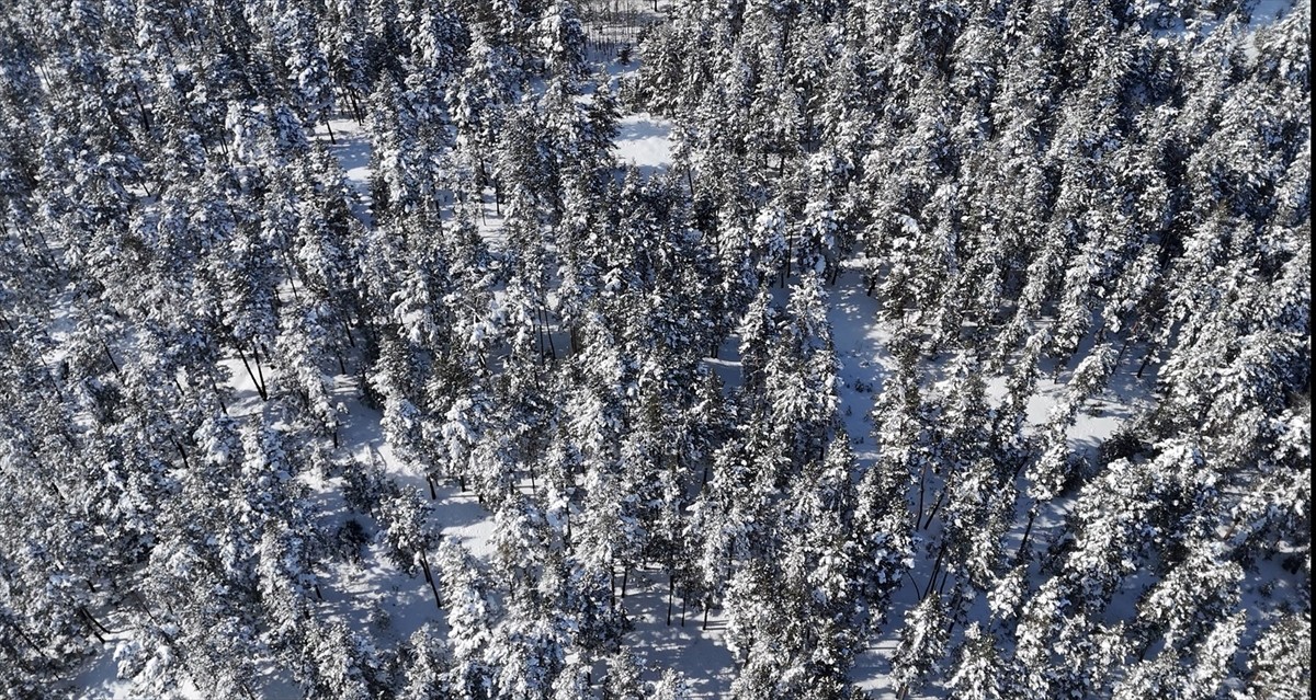 Türkiye'nin gözde turizm merkezlerinden Kars'ın Sarıkamış ilçesinde karla kaplanan ormanlık...