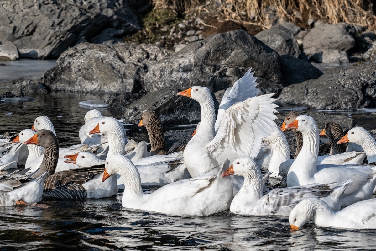 Türkiye'nin kaz yetiştiriciliğinin gözde merkezlerinden Kars'ta, özellikle kış aylarının...