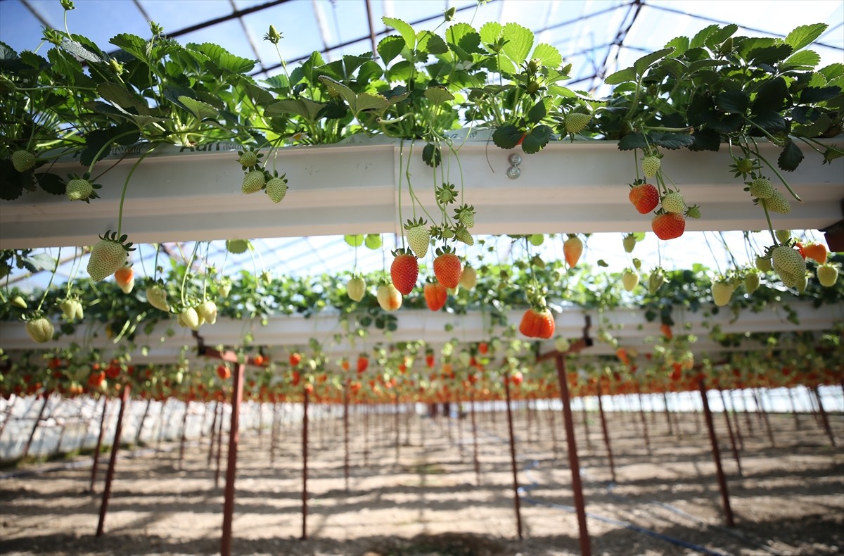 Antalya'da üniversiteden mezun olduktan sonra 5 yıl aynı firmada çalışan ziraat mühendisi iki genç...