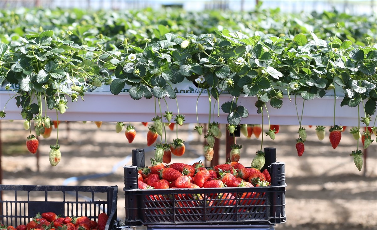 Antalya'da üniversiteden mezun olduktan sonra 5 yıl aynı firmada çalışan ziraat mühendisi iki genç...