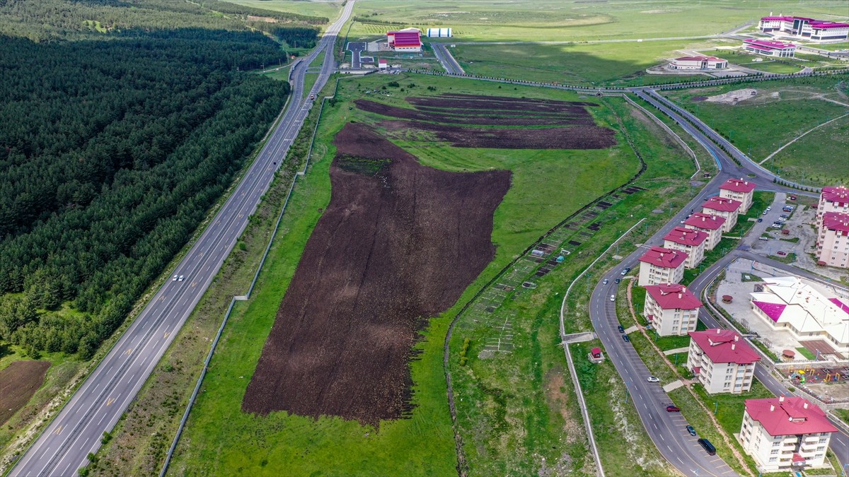 Ardahan Üniversitesi tarım alanında bölgeye özgü 13 bin yıllık ata tohumu kavılca buğdayını kampüs...