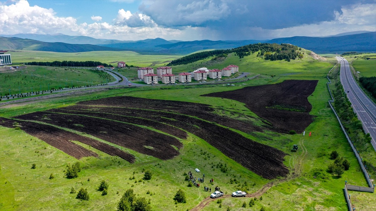 Ardahan Üniversitesi tarım alanında bölgeye özgü 13 bin yıllık ata tohumu kavılca buğdayını kampüs...