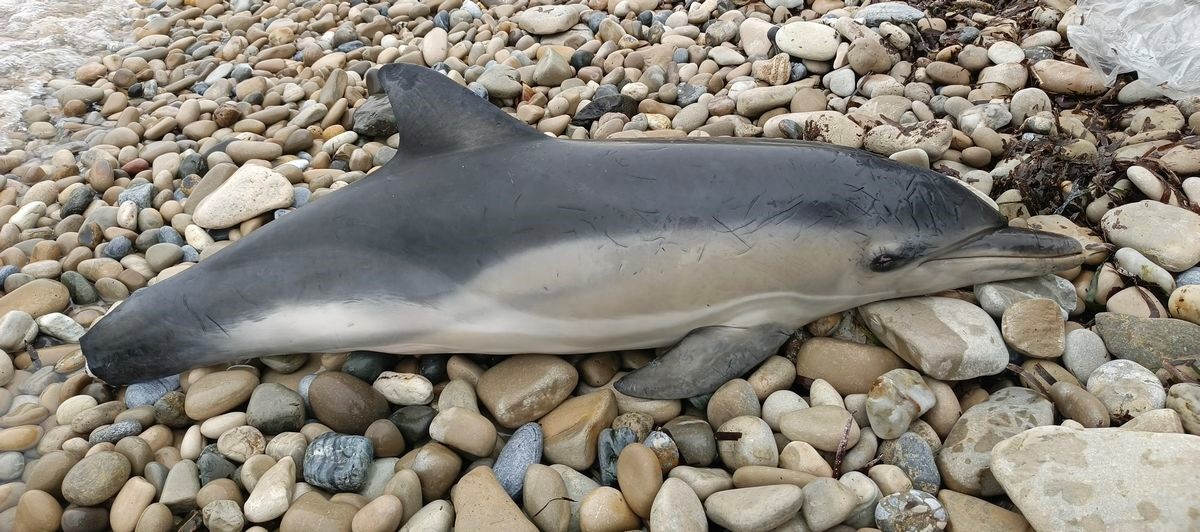 Aydın'ın Kuşadası ilçesinde sahilde "tırtak" türünde yunus ölü bulundu.