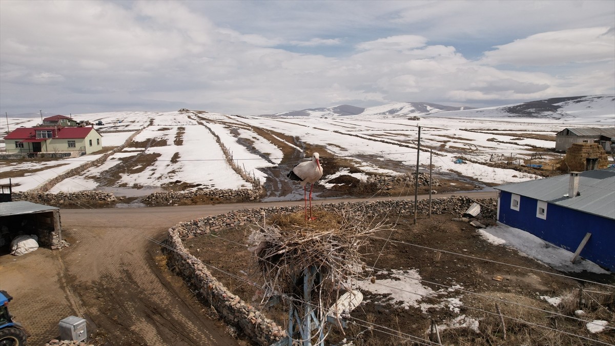 Baharın müjdecisi leylekler, halen bir kısmı karla kaplı olan Ardahan'ın Göle ilçesine gelmeye...
