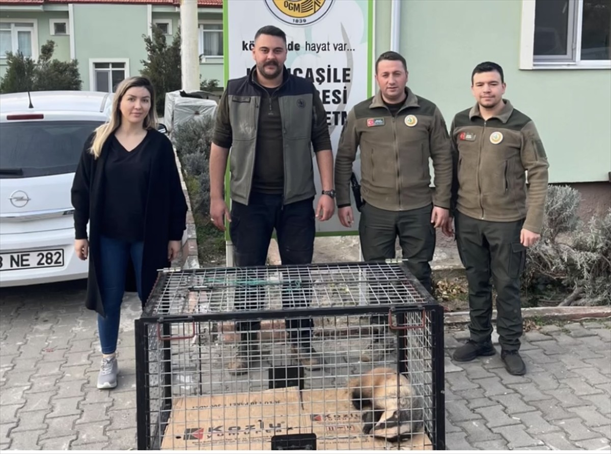 Bartın'ın Kurucaşile ilçesinde tuzağa yakalanan porsuk, orman muhafaza memurlarınca...