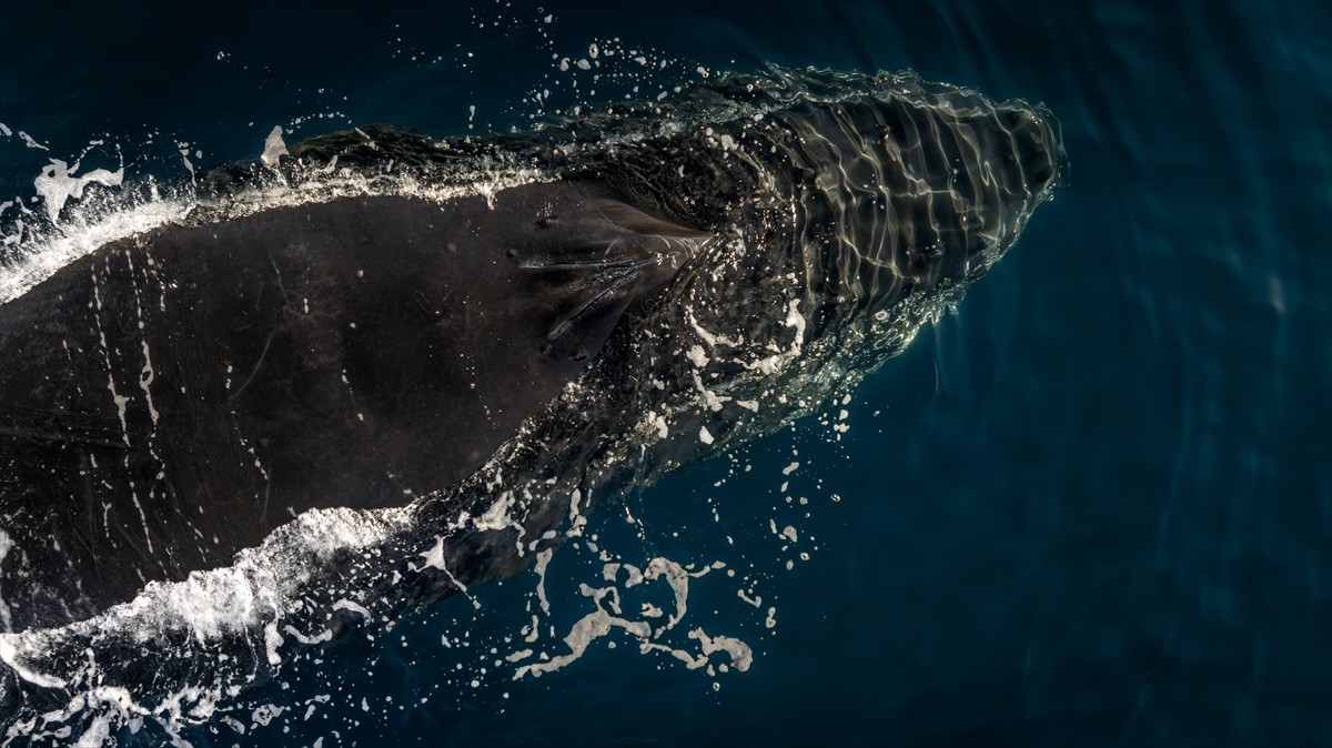 Bilim insanları, Antarktika’nın flora ve faunanın korunması için insan kaynaklı kirleticiler ve...