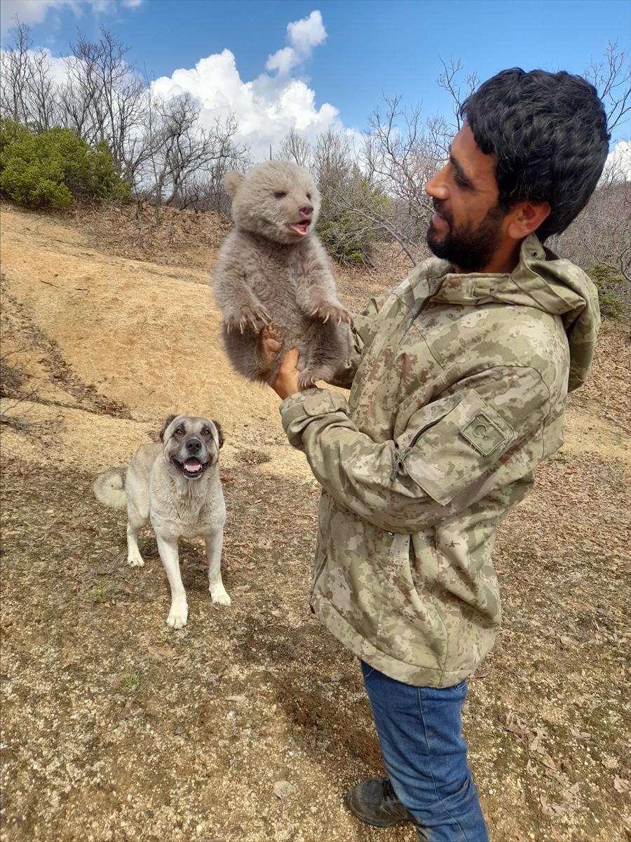 Bingöl'ün Genç ilçesinde iki kardeş, çoban köpeklerinin saldırısından kurtardıkları ayı yavrusunu...