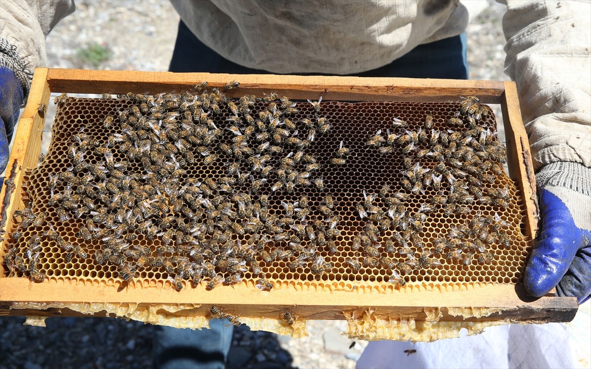 Bitlis'in Hizan ilçesindeki arıcılar, havanın ısınmayla zengin bitki örtüsüne sahip yüksek rakımlı...