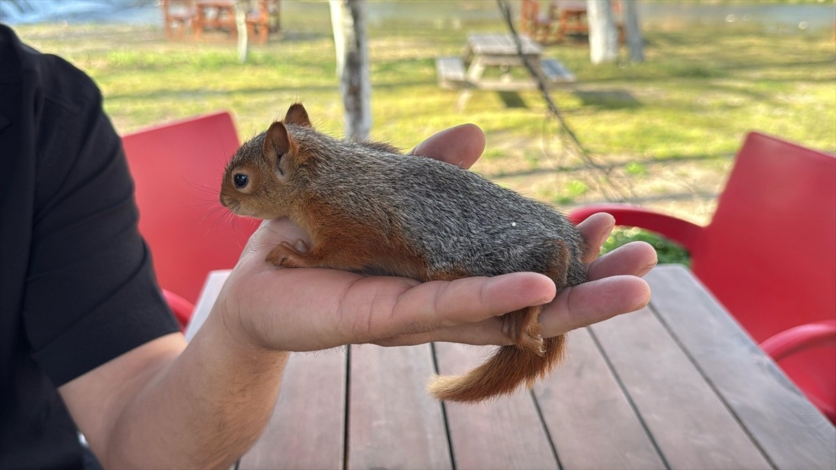Çanakkale'nin Çan ilçesinde, ağaçtan düşen ve bitkin halde bulunan yavru sincap, fındıkla...
