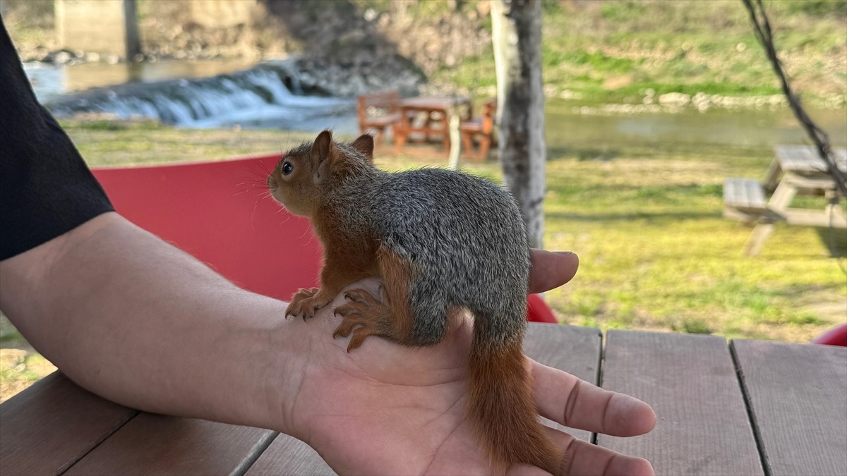 Çanakkale'nin Çan ilçesinde, ağaçtan düşen ve bitkin halde bulunan yavru sincap, fındıkla...