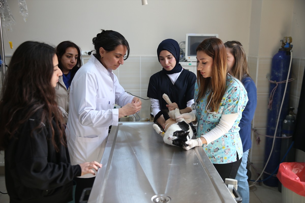 Diyarbakır'da Dicle Üniversitesi (DÜ) Veteriner Fakültesi Hayvan Hastanesi'nde çalışan kadın...