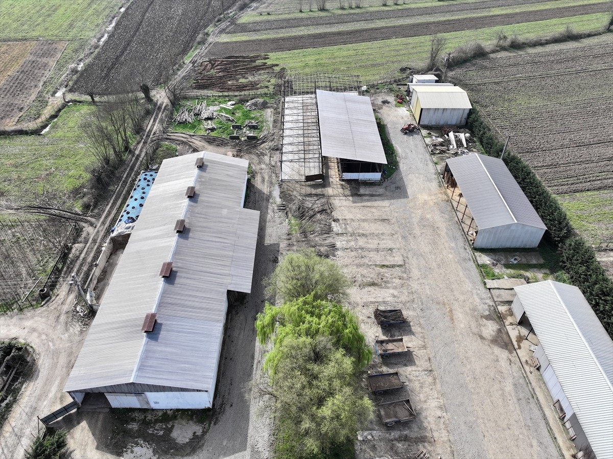 Düzce'de ailesinin süt ve peynir ihtiyacını karşılamak için eşinin aldığı 4 mandayla besiciliğe...