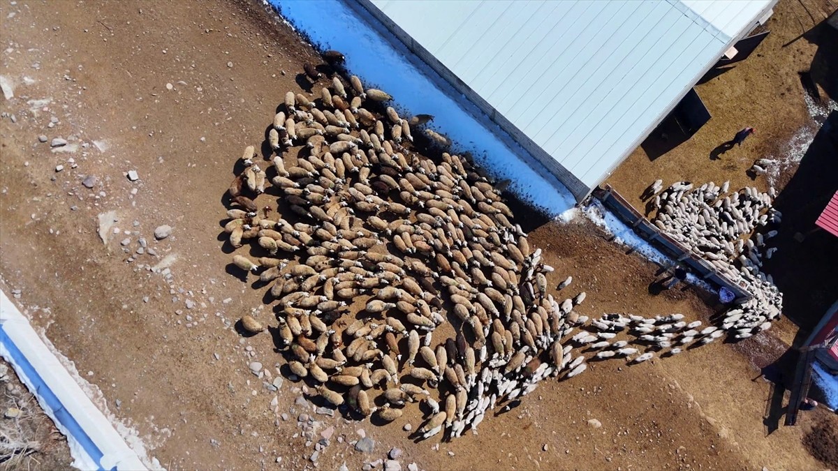 Erzurum'un Aşkale ilçesinde yaşayan veterinerlik fakültesi öğrencisi Abdulselam Burul, hem okuyor...