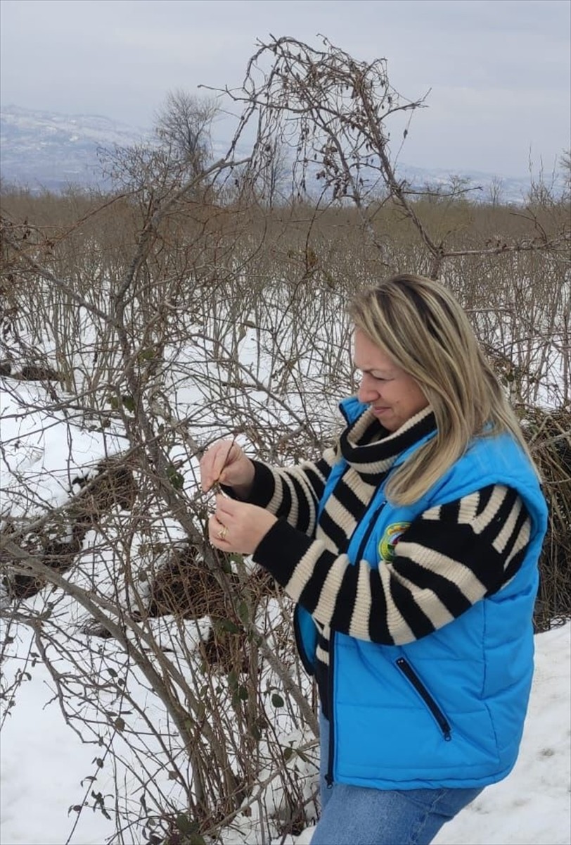 Fındık üretiminde ve ihracatında adından söz ettiren Ordu'da olumsuz hava koşullarının verim...