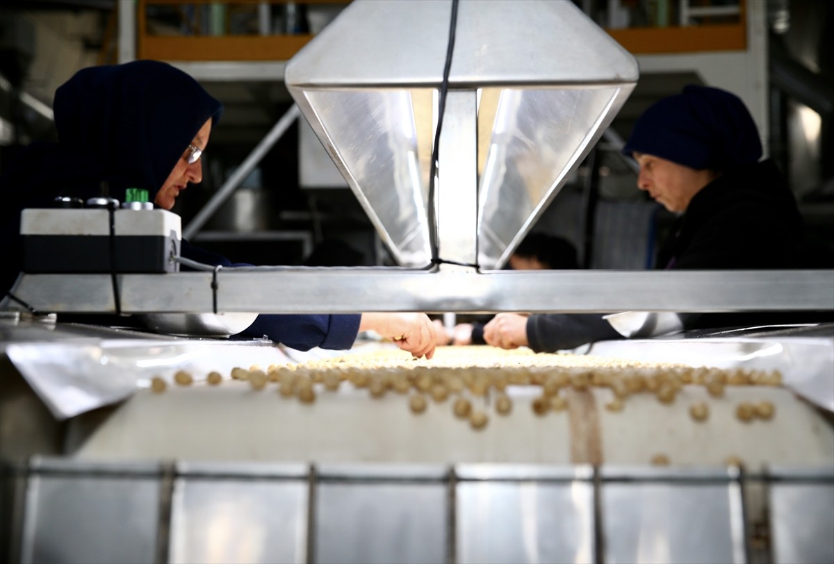 Giresun'da devlet desteği ile tesislerini modernize ederek kapasitesini artıran firma yıllık 8 bin...